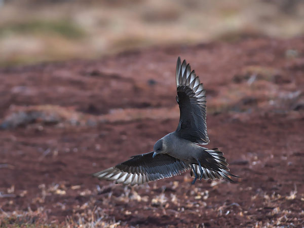 Merikihu, Parasitic Jaeger, Stercorarius parasiticus